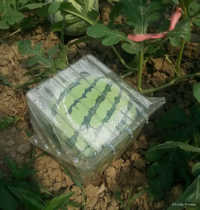 square watermelon in mold IIHIH