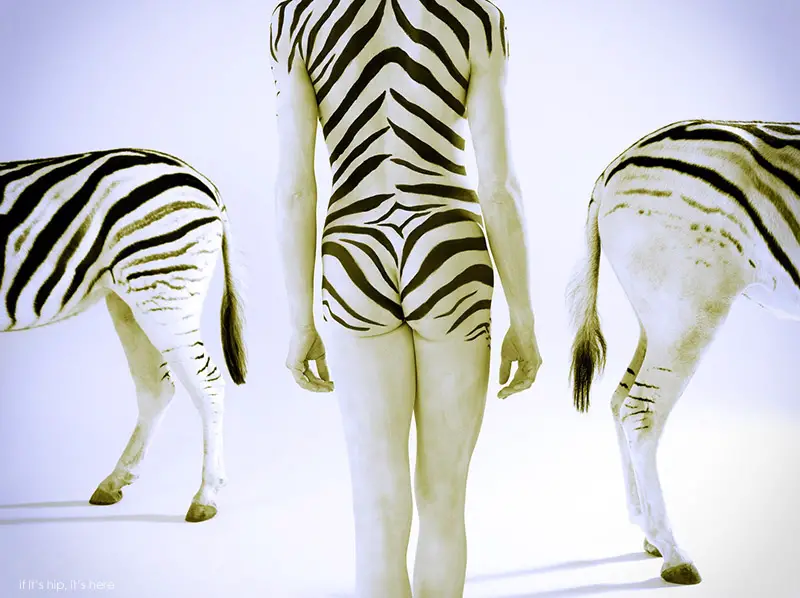zebra butts