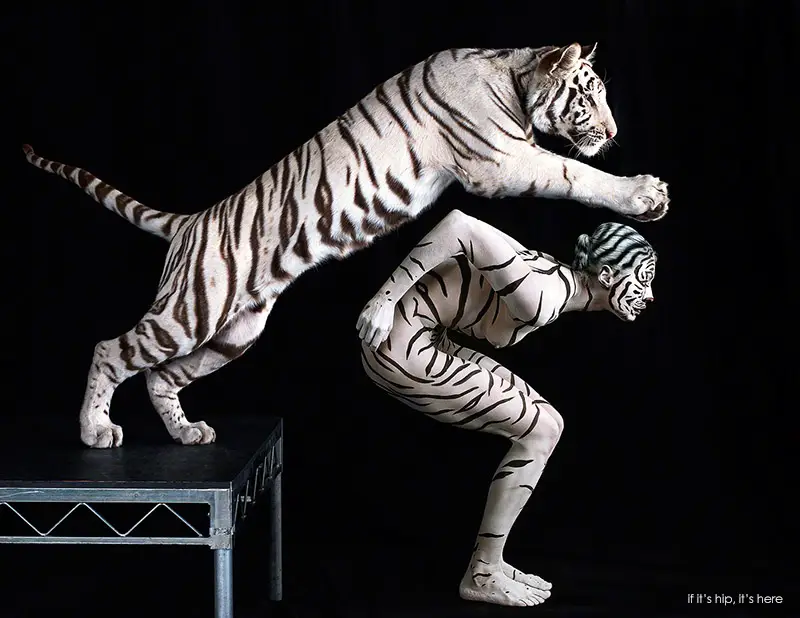 white tiger