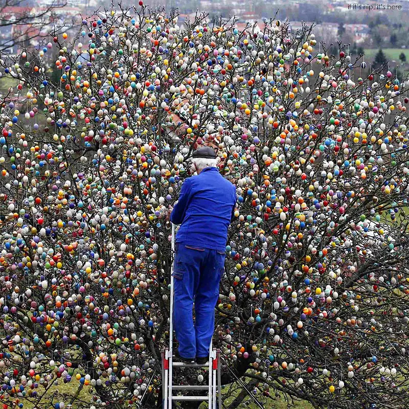 Volker Kraft hanging eggs on the tree 