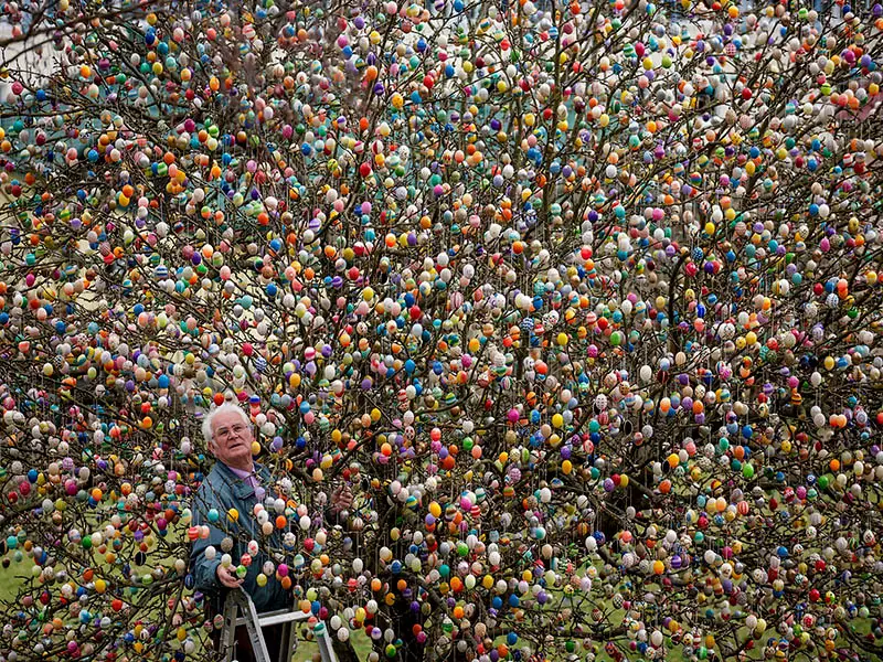 volker egg tree