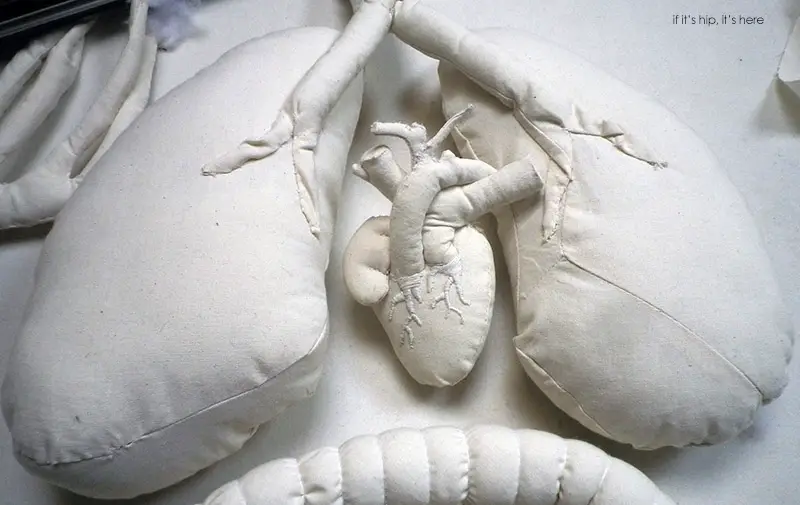 heart and lungs detail