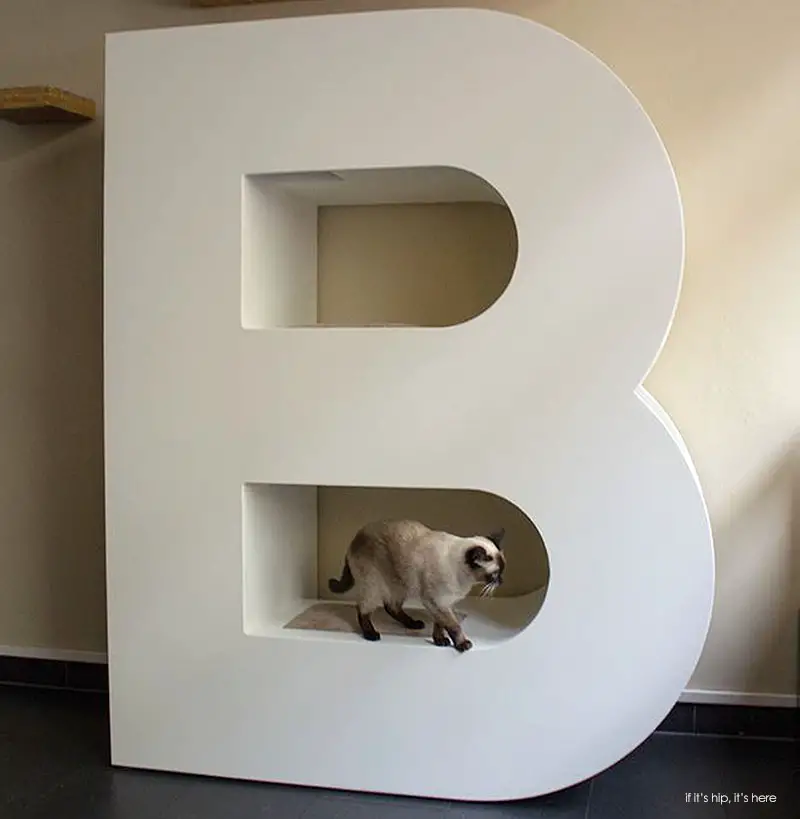 siamese in B