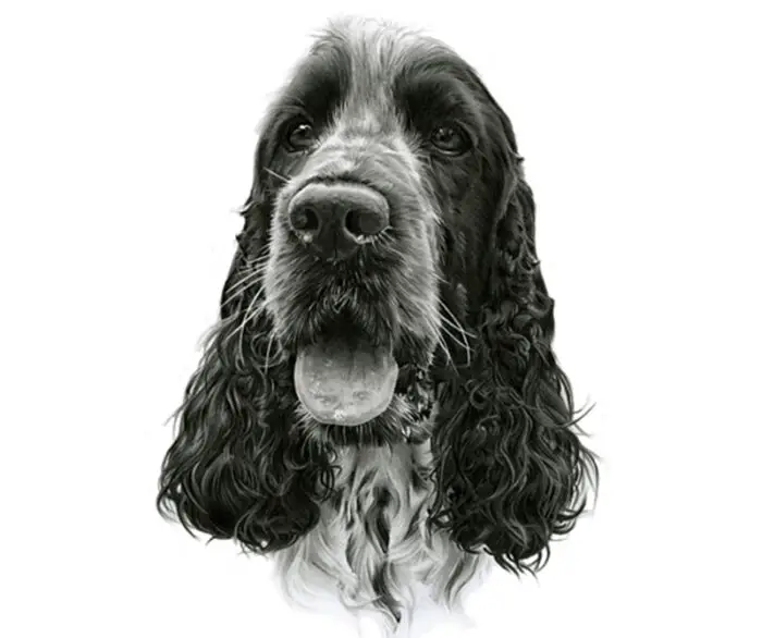 drawings of dogs