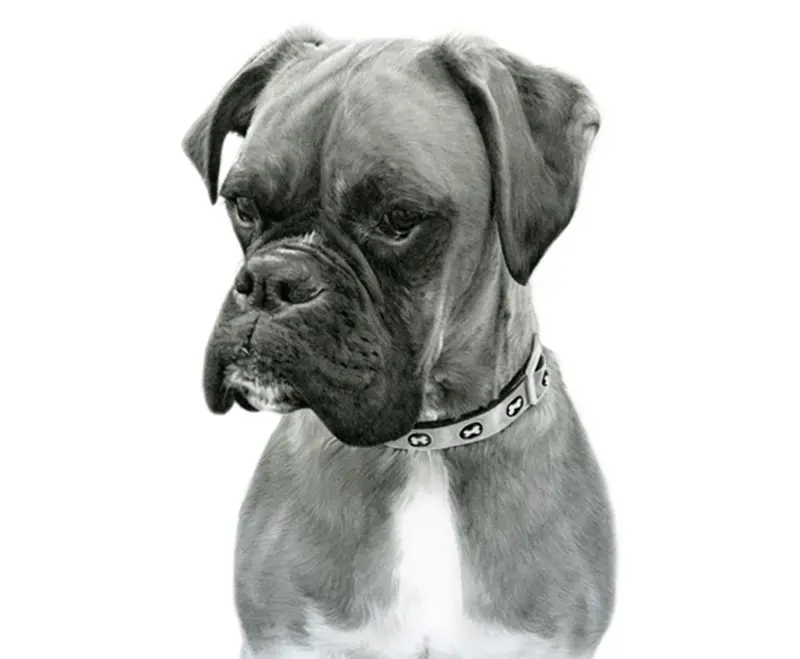 realistic pencil; drawing of a boxer