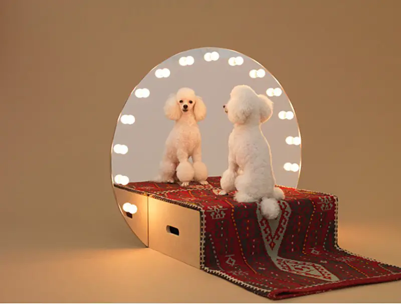 Paramount for the toy poodle by konstantin-grcic