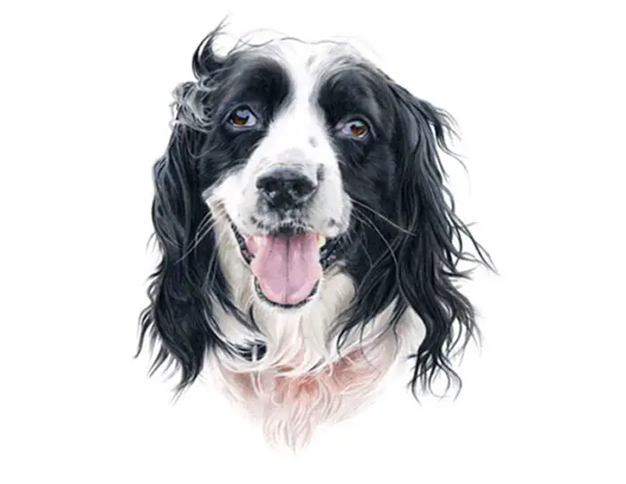 laura hardie dog drawings