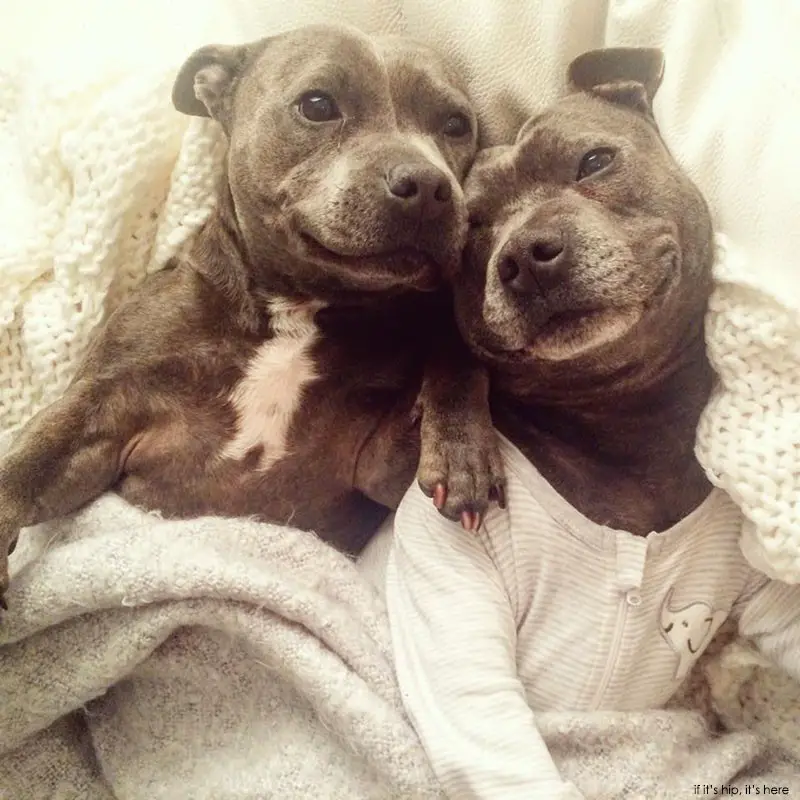 Staffies Darren and Phillip 13 IIHIH