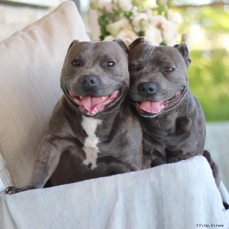 Staffies Darren and Phillip IIHIH