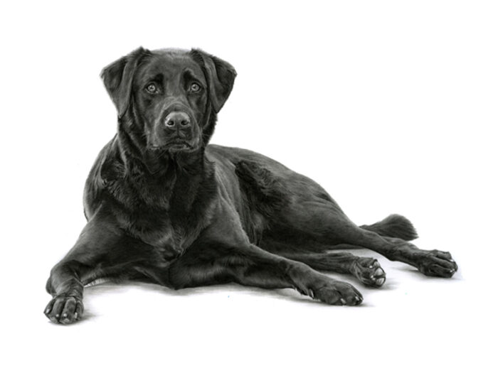 pencil drawing of black lab