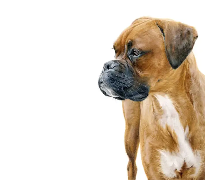 boxer dog drawing by laura hardie