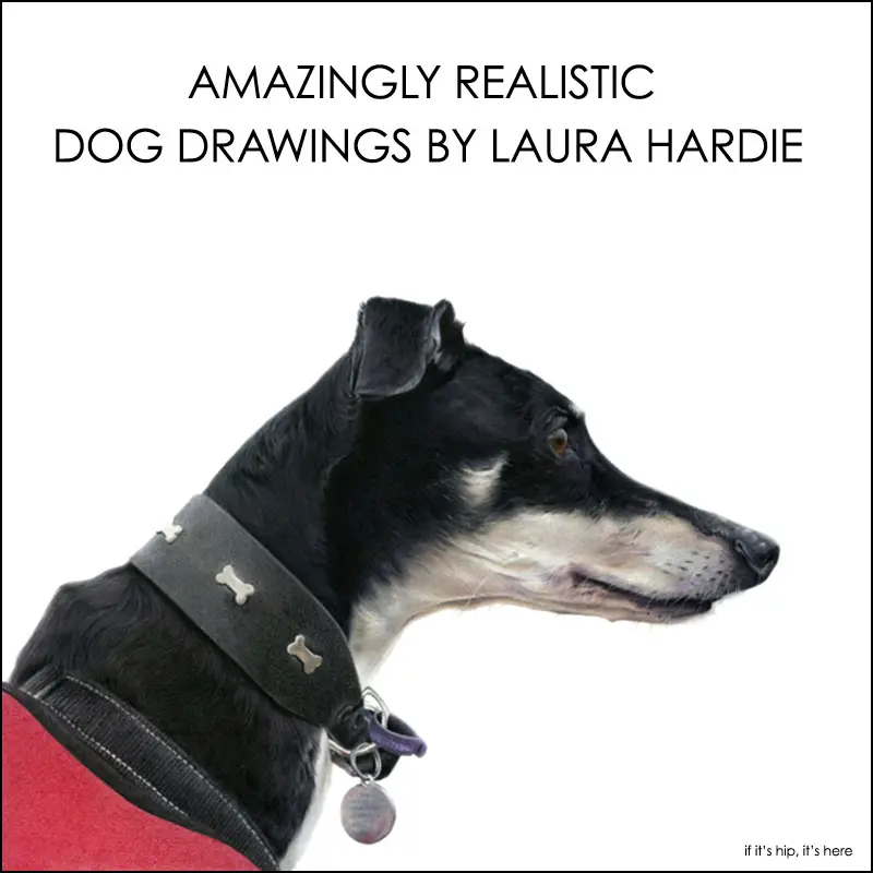 dog drawings by laura hardie