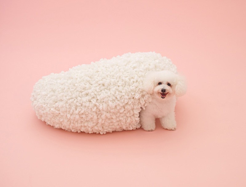 kor the bichon frise by Kazuyo sejima