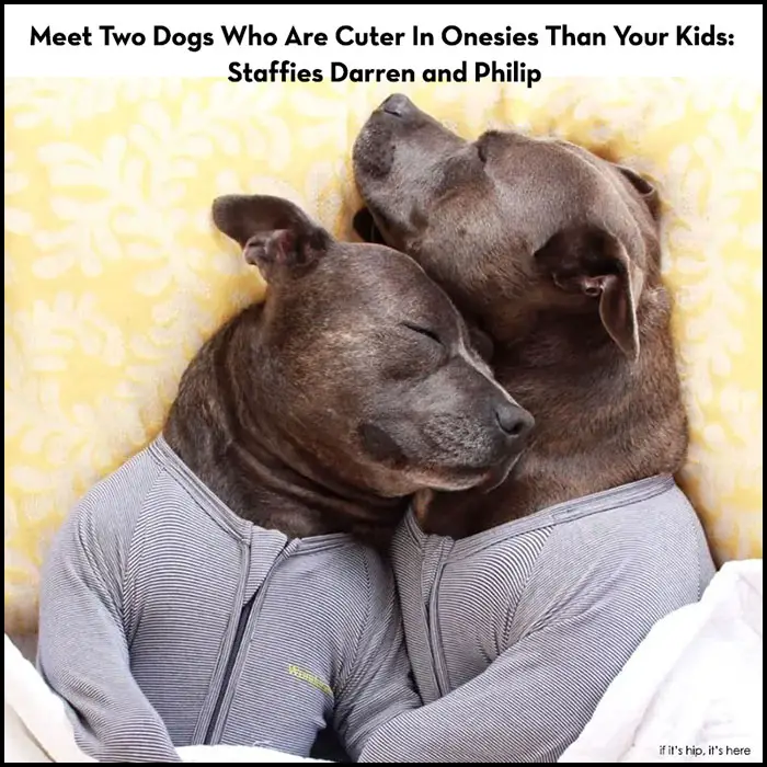 Read more about the article Meet Two Dogs Who Are Cuter In Onesies Than Your Kids: Darren and Philip.