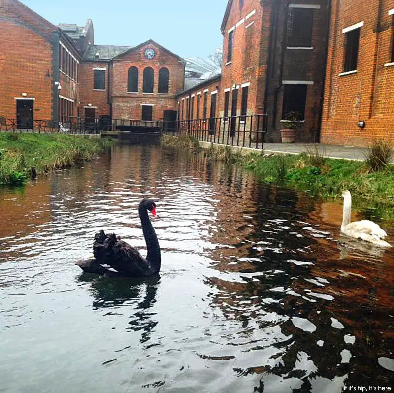swans on river test at distillery IIHIH
