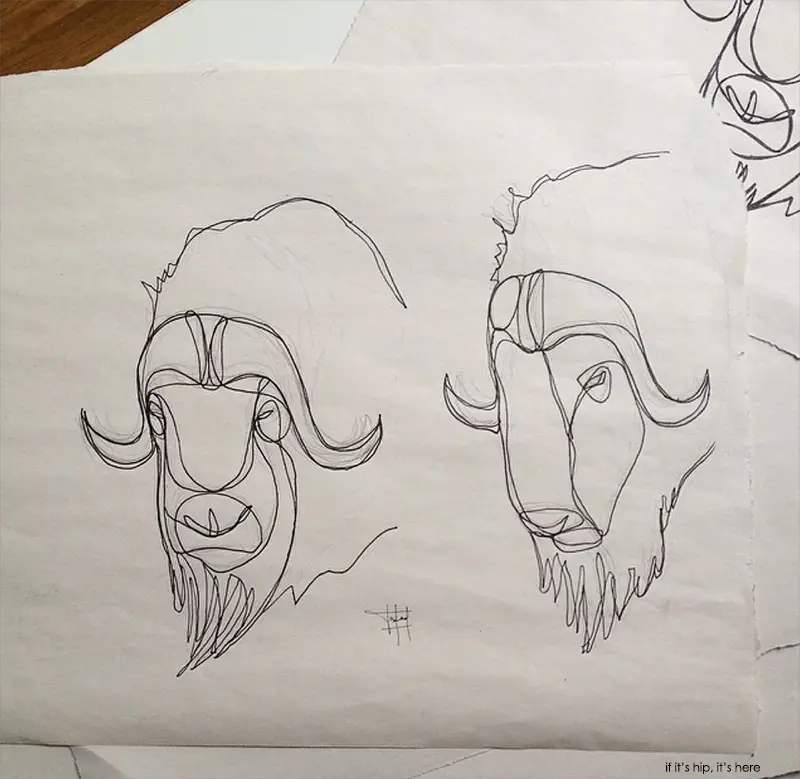 muskox sketches