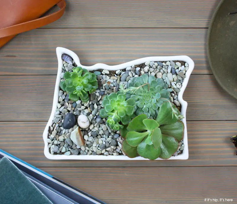 succulents in state plate