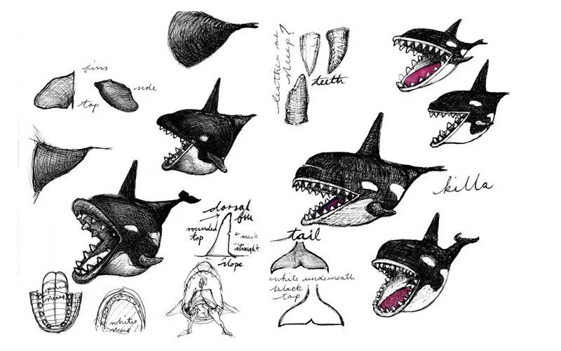 fiona shark sketches