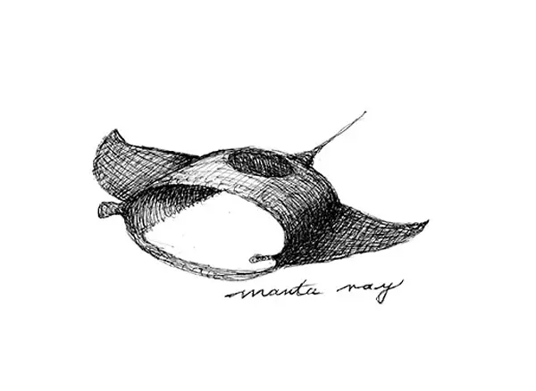 manta ray sketch
