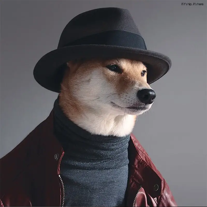 Bodhi shiba inu 1