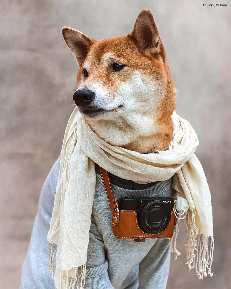 Bodhi shiba inu 3