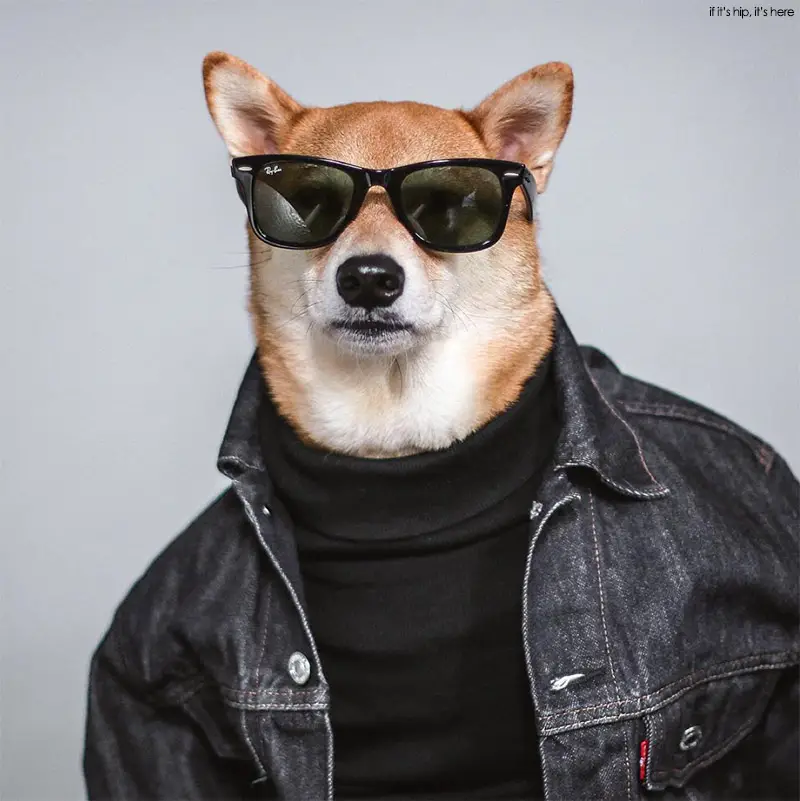 Bodhi shiba inu 4