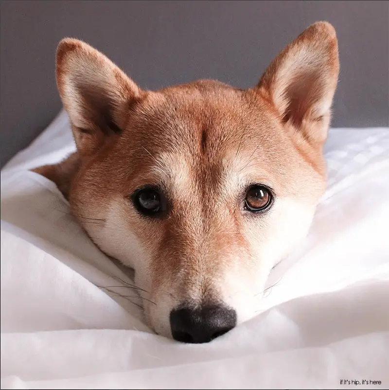 Bodhi shiba inu