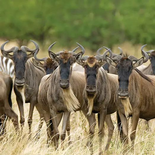 Great-Migration-Feature-Image-Aftrica