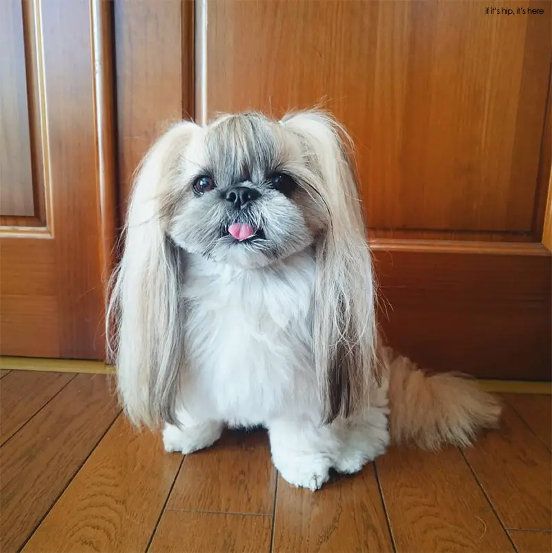 Pekingese shih tzu