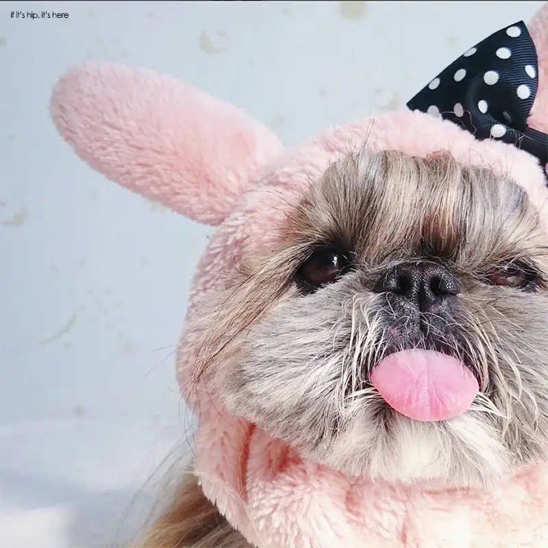 dogs of instagram