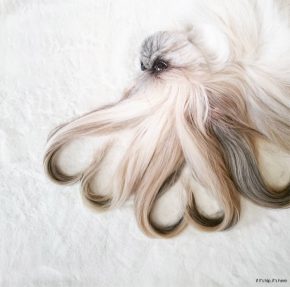 Dogs Who Deserves More Followers Than You: Kuma
