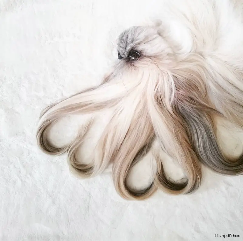 Read more about the article Dogs Who Deserves More Followers Than You: Kuma