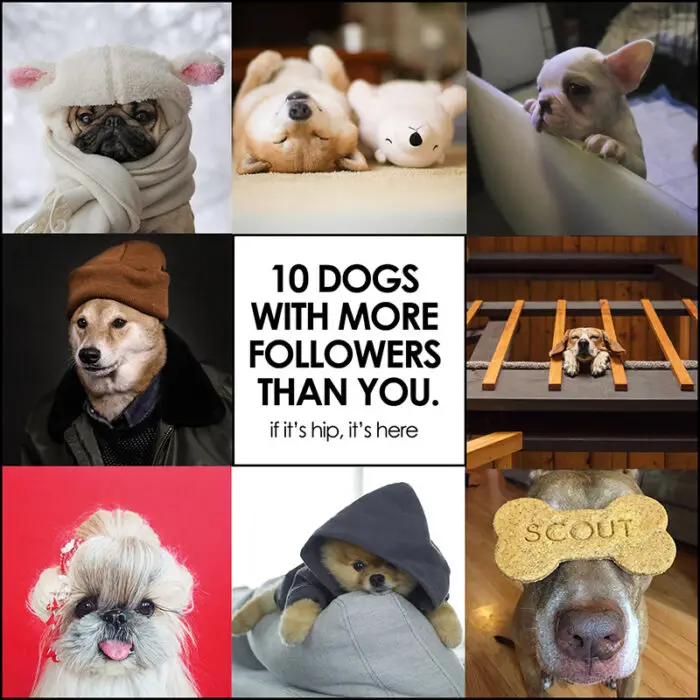 Read more about the article Meet 10 Dogs Who Deserve More Followers Than You