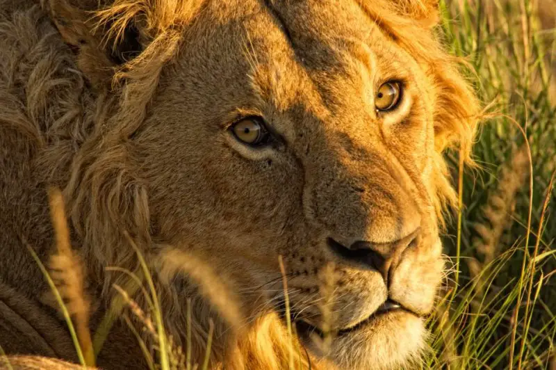 The-Highlands-Male-lion-portrait