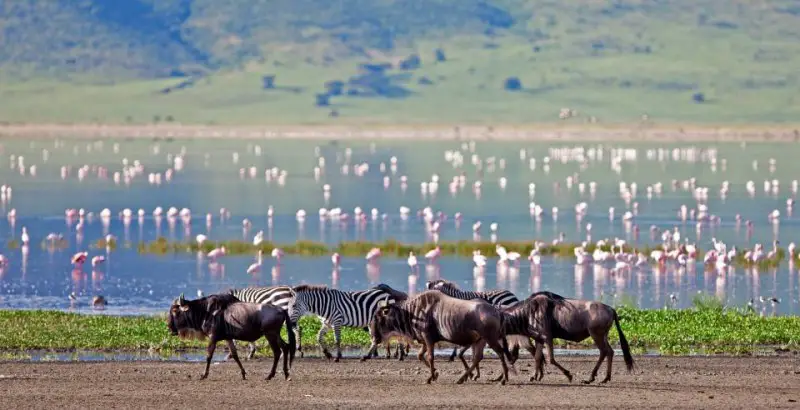 The-Highlands-wildebeest-and-flamingos