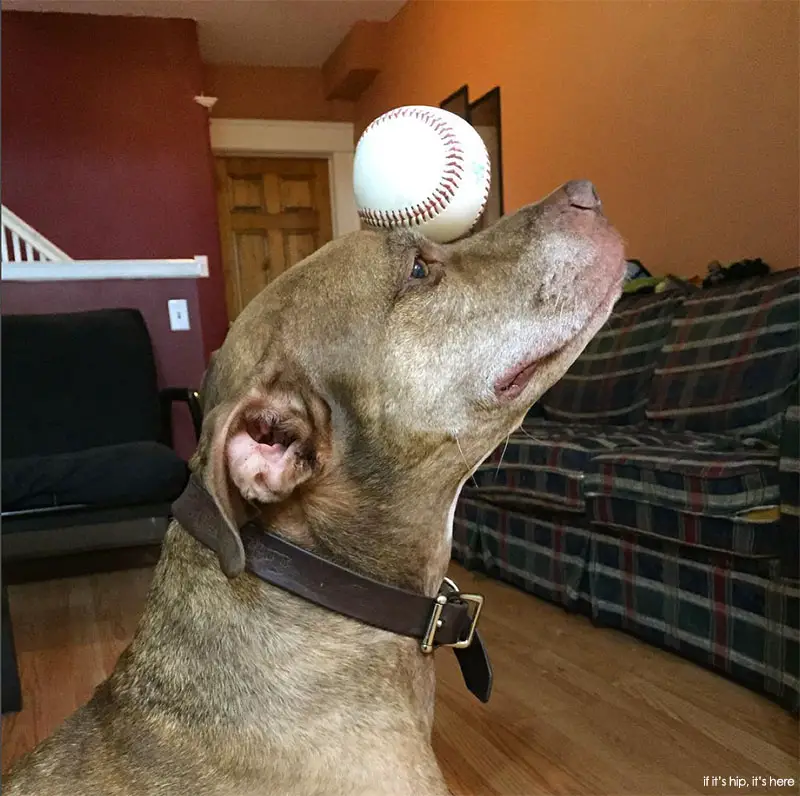 baseball Scout Instagram Balancing Dog