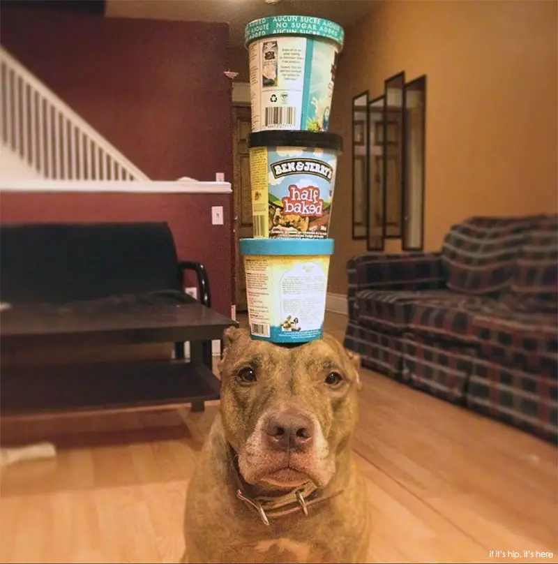 ben and jerrys Scout Instagram Balancing Dog