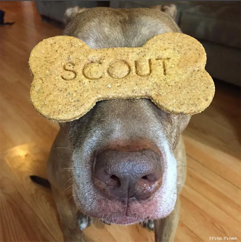 biscuit Scout Instagram Balancing Dog