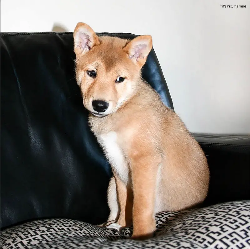 bodhi menswear dog as puppy circa 2009