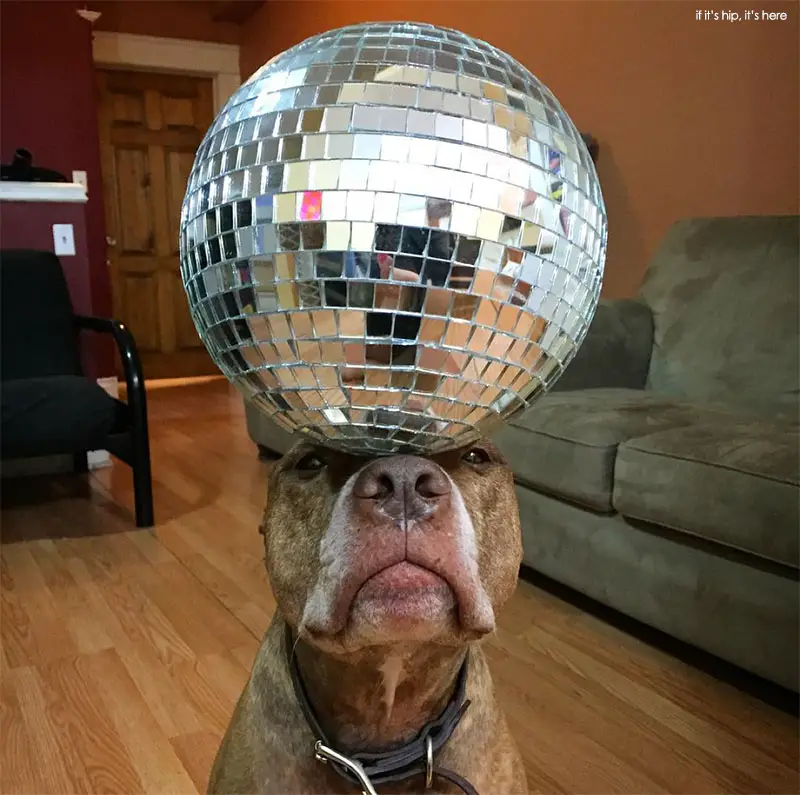 Scout Instagram dog who balances things on his head