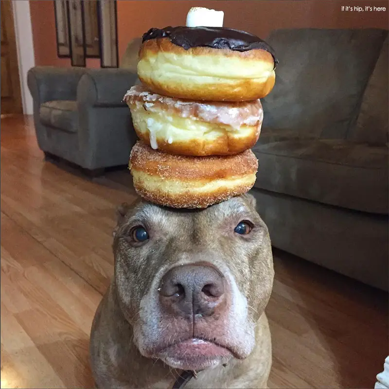 Scout Instagram Balancing Dog