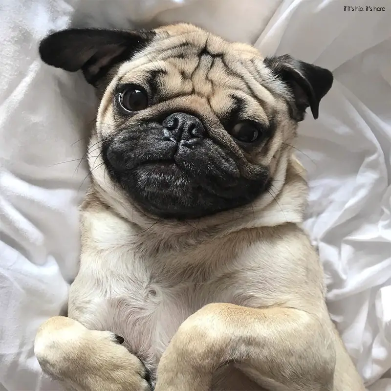 dogs with the most followers on Instagram