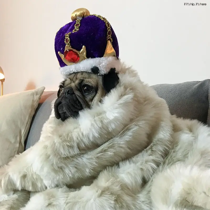 famous pug on instagram