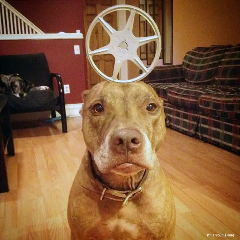 film reel Scout Instagram Balancing Dog