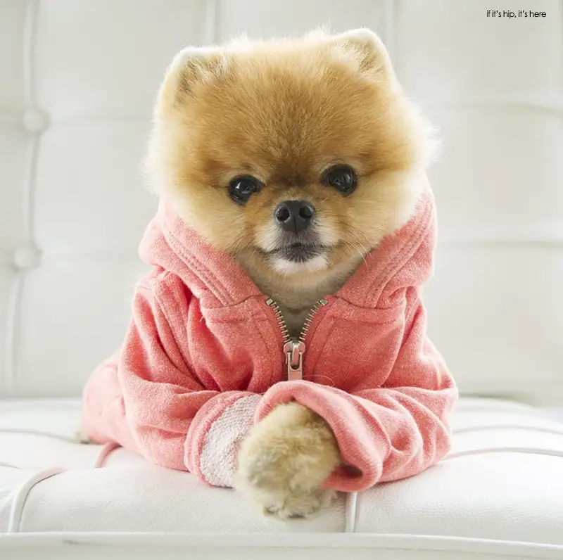 jiffpom 1