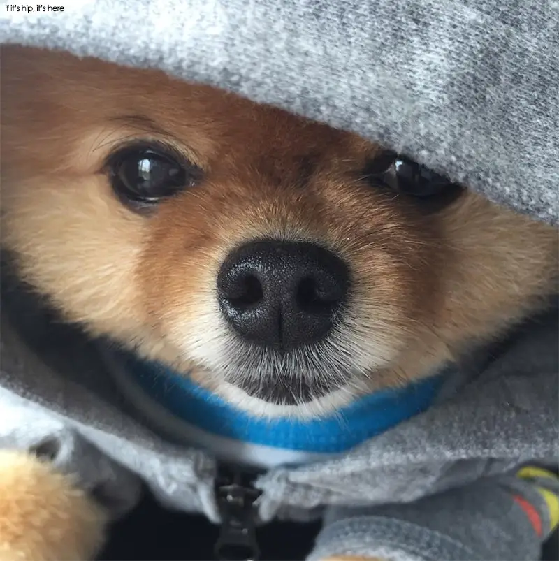 Jiff The Pomeranian