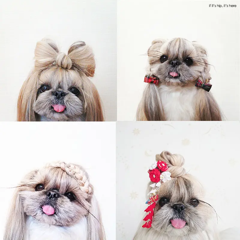 Pekingese hairstyles