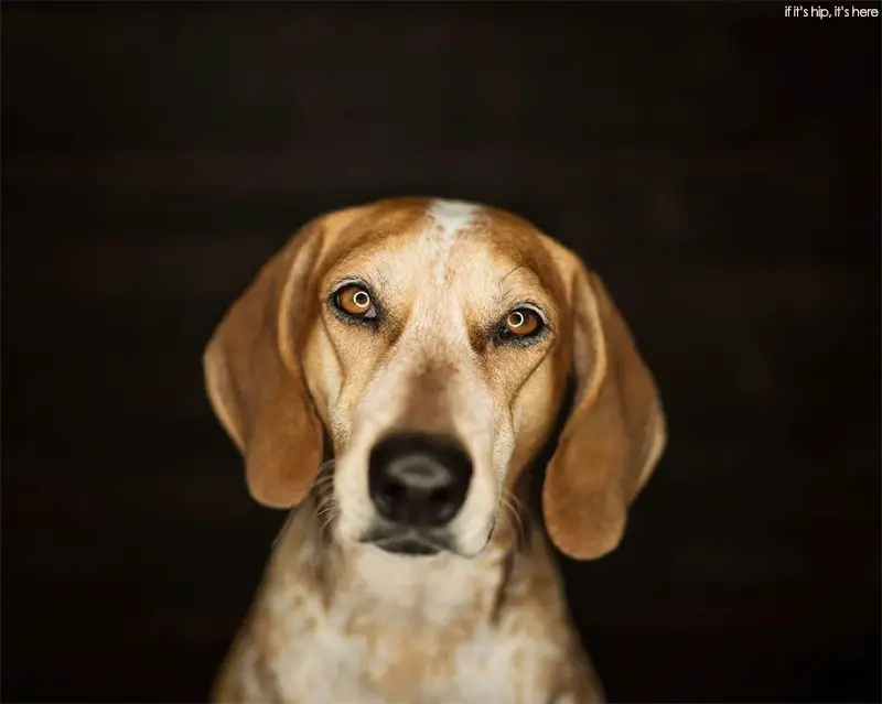 maddie the coonhound