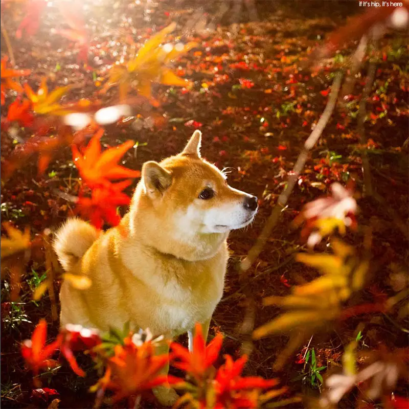 shibu inu Maru 1