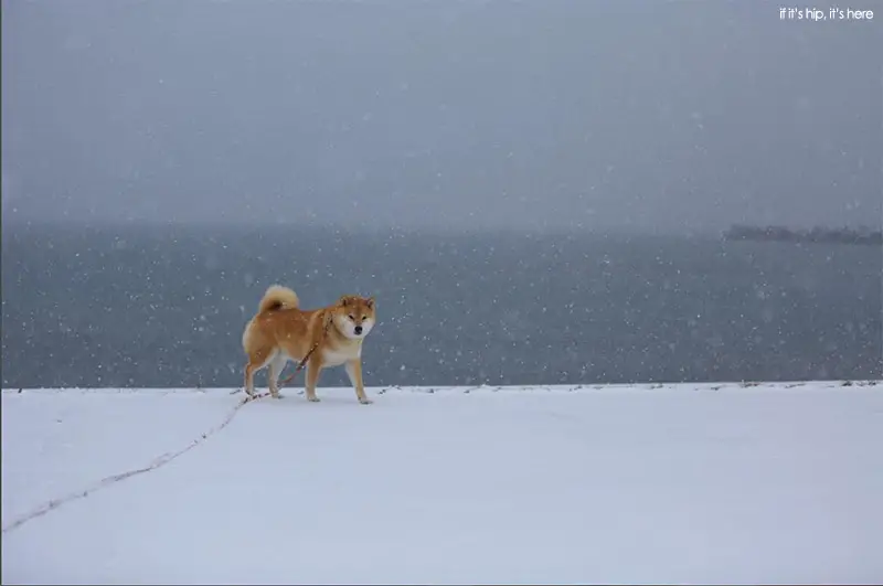 shibu inu Maru 10